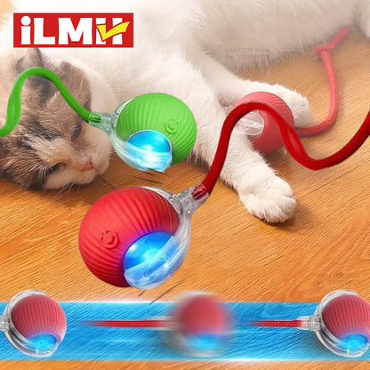 Cat and dog together with the interactive ball toy